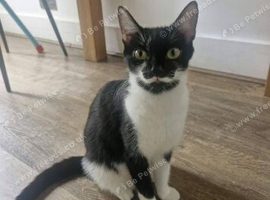 Urgent need home Mother and two male kittens