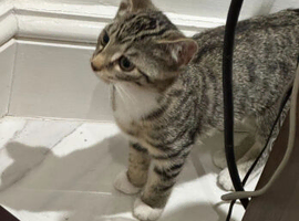 Kittens potty trained