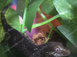 Baby gargoyle geckos
