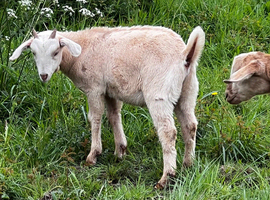 Goats for sale