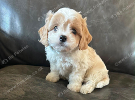 Cavachon pups ready now boys only