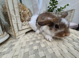 Dwarf lops  ready 14th july