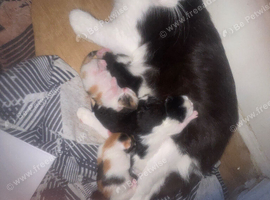 Need loving home