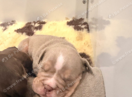 AMERICAN X ENGLISH BULLDOG PUPS