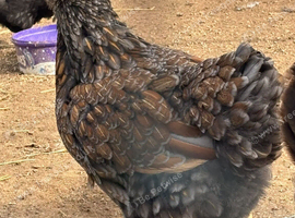 Breeding trio of Blue Laced Red Wyandotte chickens (1 male + 2 female)