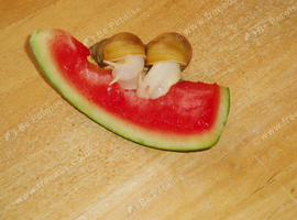 JADATZI GIANT AFRICAN LAND SNAILS