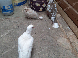 Barbery java doves