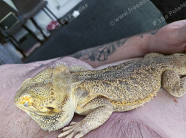 5yr old male bearded dragon