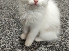 Ragdoll kittens