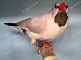 Young Male Fawn - Grey Long-Tailed Heck's Finch For Sale