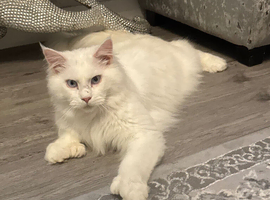 Male Polydactyl Mainecoon