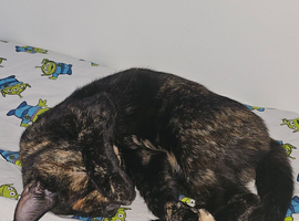 Cat for sale