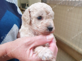 Toy poodle puppies