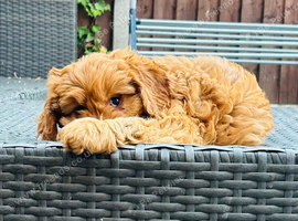 LAST 1 little CAVAPOOS LEFT girls only