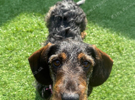 Wirehaired Dachshund Bitch