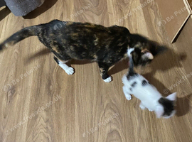 Beautiful kittens