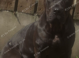 Presa canario male