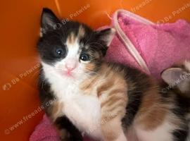 Beautiful kittens ready to be reserved