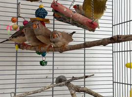 Zebra finches