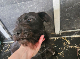 Loving 3-Year-Old Patterdale Terrier Needs New Home &ndash; No Fault of Her Own