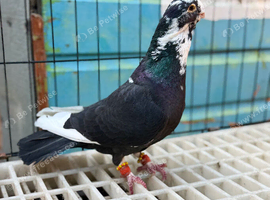 galati roller male