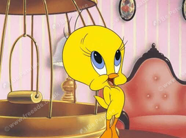 Roller canary  male wanted