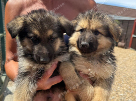 9 beautiful german shepard pups