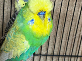 Beautiful budgies for sale