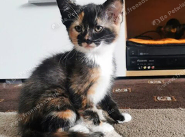 Tortoiseshell kitten