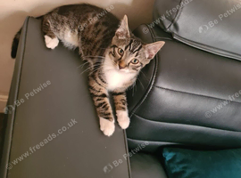 Tammy cat