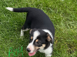 Collie cross Jack Russell