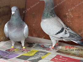 5 Racing Pigeons, Rolling and Afghani Pigeons for sale