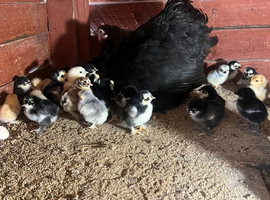 Pekin bantam chicks for sales