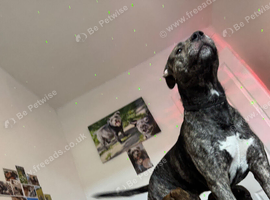 Norman needs a forever home
