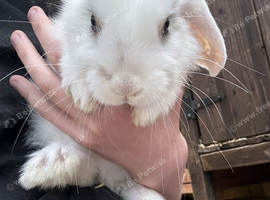 Rabbits for sale all boys