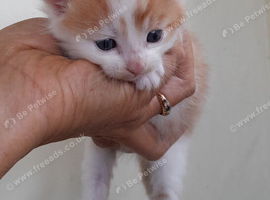 Beautiful ginger and white kittens