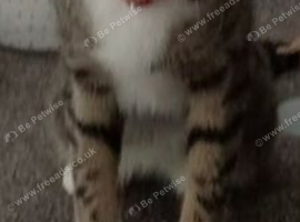 Bengali mixed with tabby breed