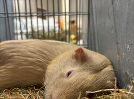 Guinea pigs nail clipping
