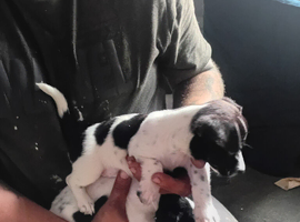 Two jack russell puppies girls