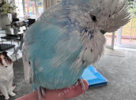 Rare Hand Reared Stunning Male Exhibition Budgie