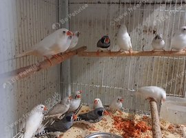 Black-Cheeked-CFW and splits