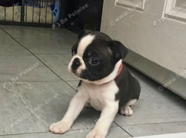 BEAUTIFUL LITTER OF 5 BOSTON TERRIERS(3 AVAILABLE)