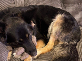 Loving German Shepard female