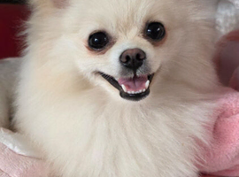 Pedigree pure breed pomeranian puppies
