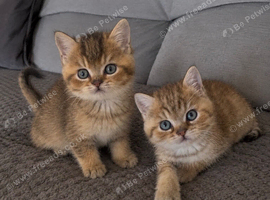 TICA reg Black golden spotted & shaded kittens