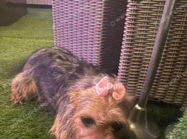 Yorkiepoo