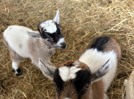 Beautiful Pygmy billy kid