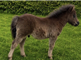 Stunning Black Colt