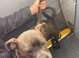 Staffy cross British bulldog