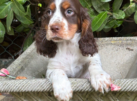 Cocker spaniel